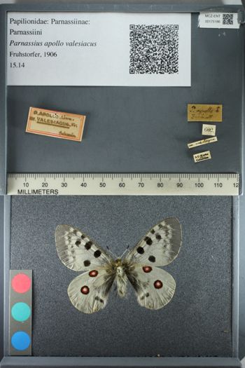 Media type: image;   Entomology 175186